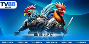 Đá Gà Cúp c1 - Hình Thức Thi Đấu Kịch Tính Và Thú Vị