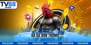 Đá Gà Đòn Thomo TV88 - Tận Hưởng Hàng Loạt Trận Chiến